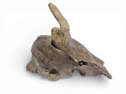 Rangifer tarandus – Ice Age Reindeer Skull from the Pleistocene