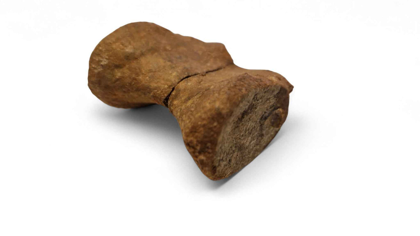 Unidentified Theropod Caudal Vertebra – Cretaceous Dinosaur | Atlas Mountains
