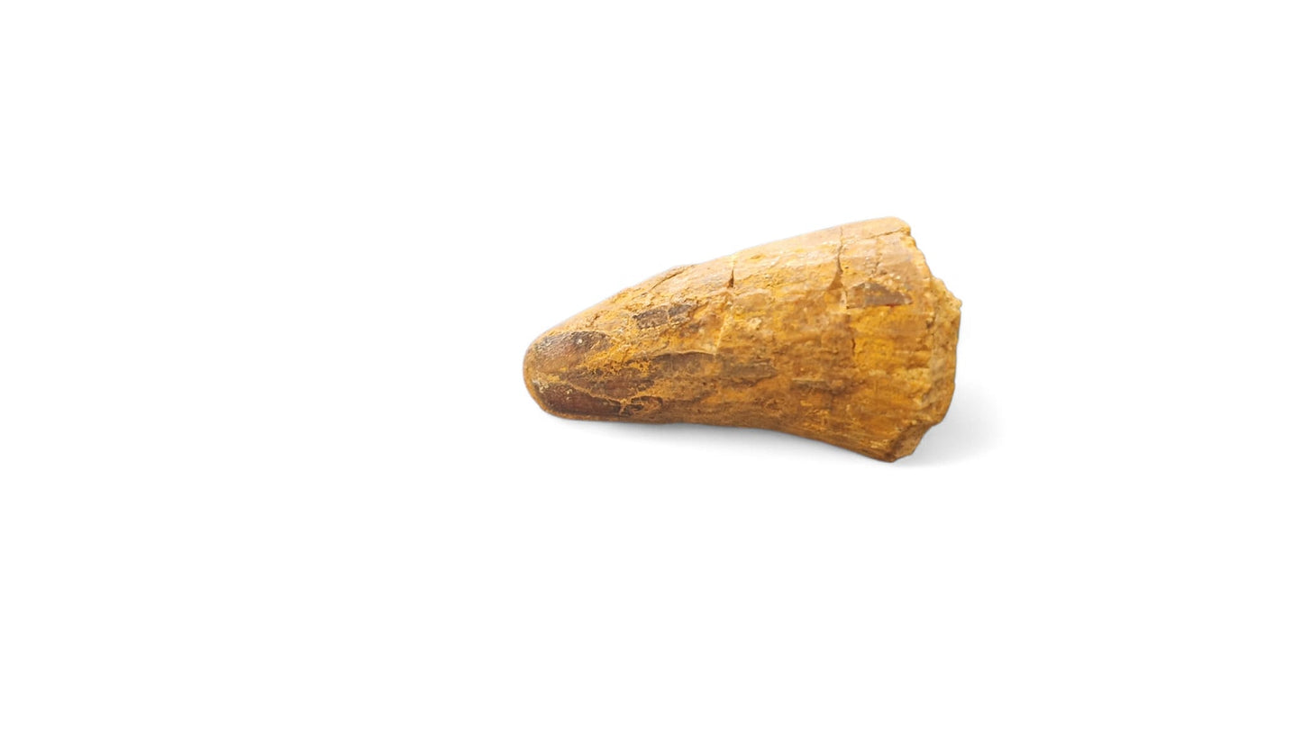 Sarcosuchus Tooth 3.2cm – Giant Prehistoric Crocodile - Cretaceous | North Africa