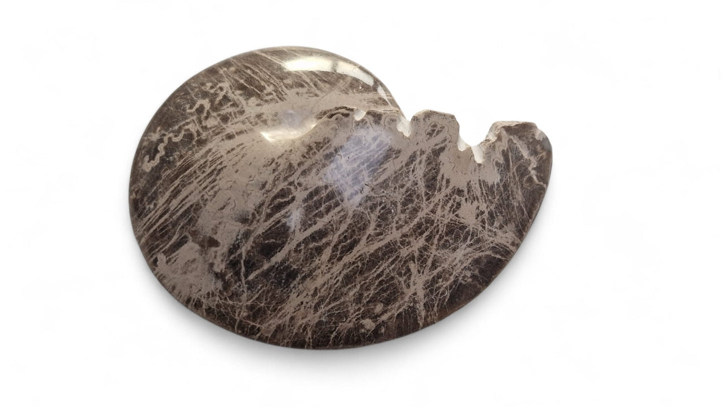 Ammonite Fossil 13cm - Choffaticeras sp. | Cretaceous Fossil Morocco
