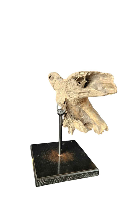 Bos primigenius  – Auroch Skull 58cm on Stand | Ice Age Poland