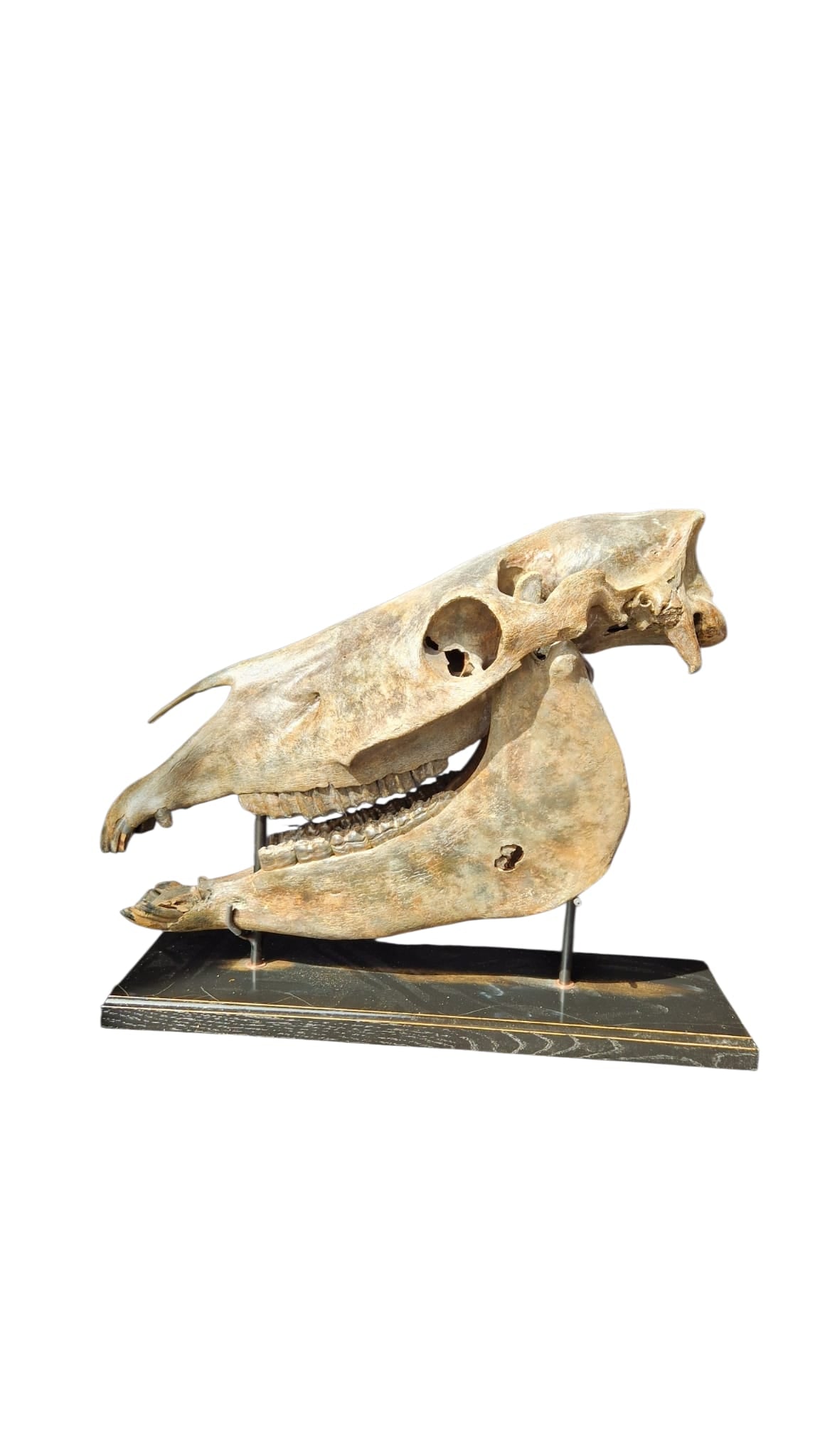 Horse Fossil Skull – Equus ferus przewalskii Prehistoric Wild Horse | Poland