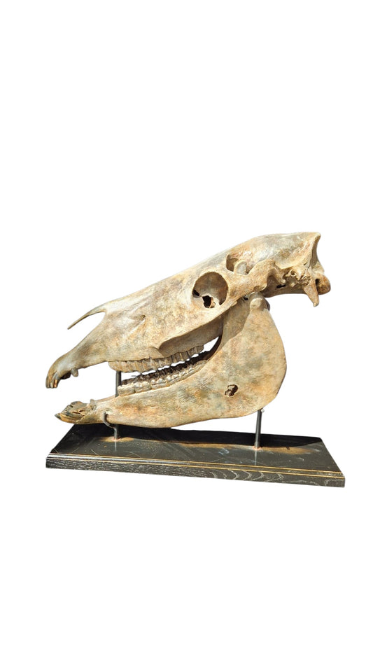 Horse Fossil Skull – Equus ferus przewalskii Prehistoric Wild Horse | Poland
