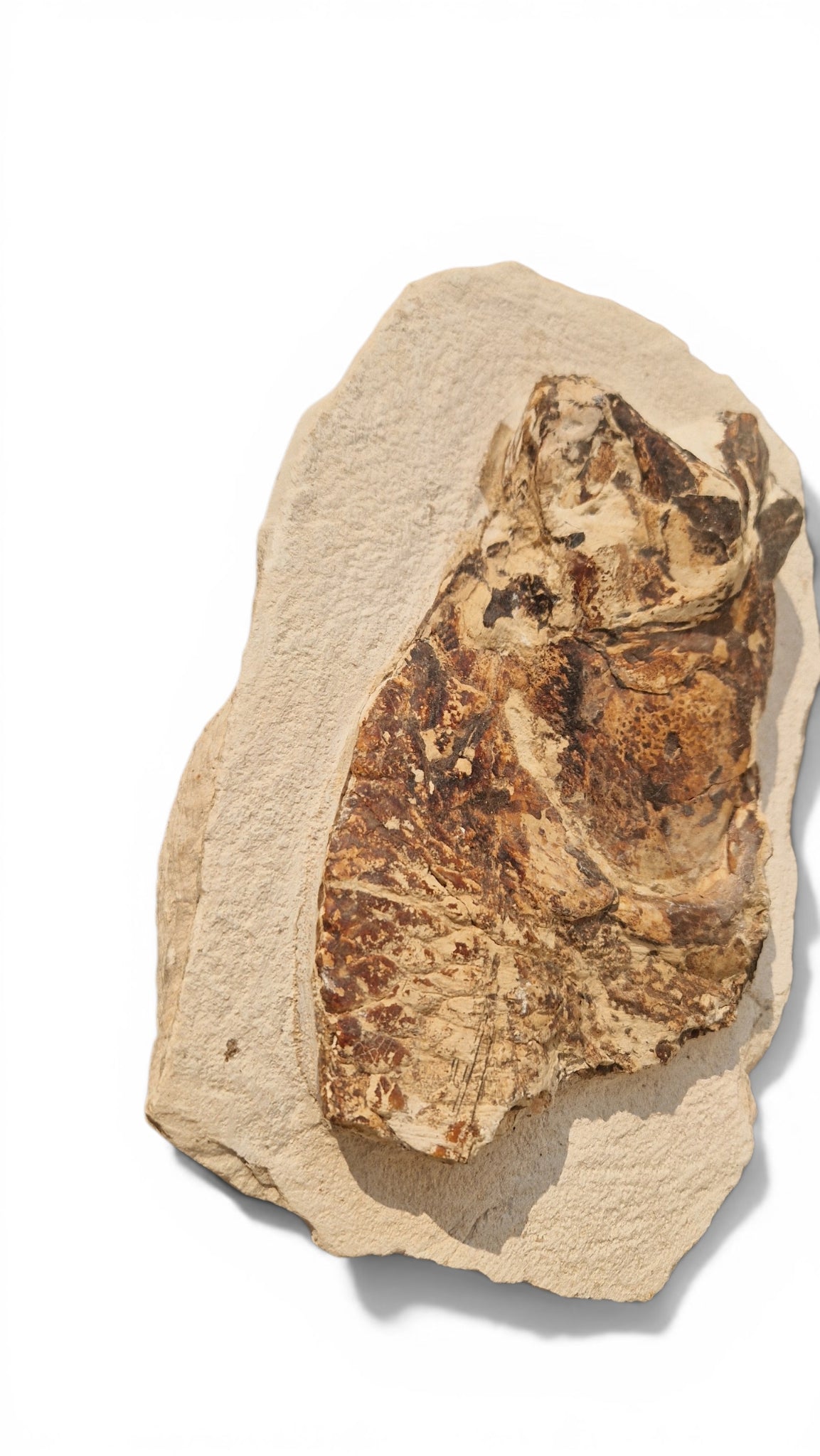 Fossil Fish – Goulmimichthys arambourgi 21cm - Cretaceous Predator | Morocco