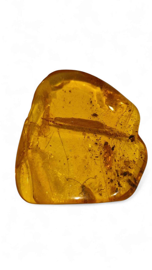Amber with Multiple Insect Inclusions – 3.5 cm Eocene Fossil | Ukraine