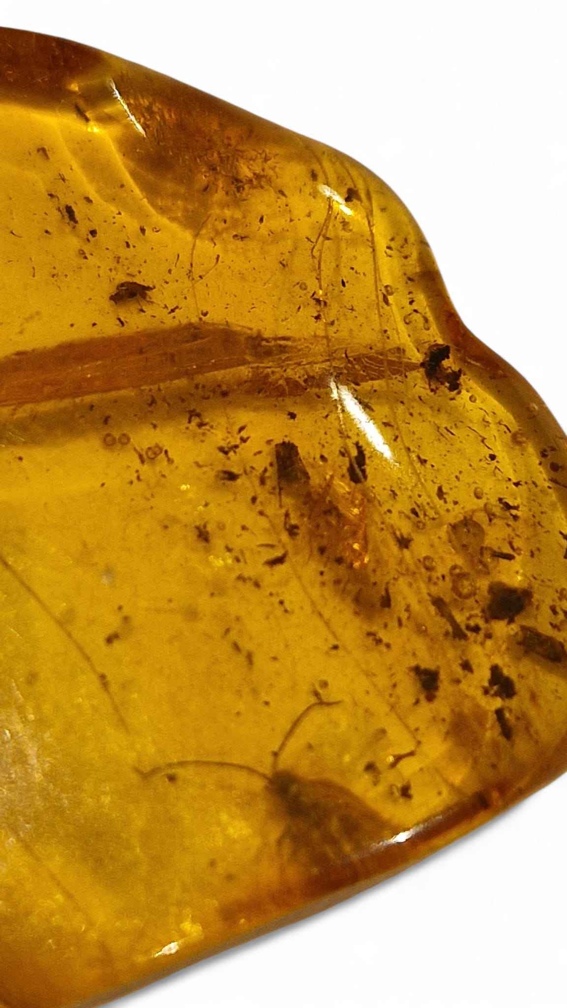 Amber with Multiple Insect Inclusions – 3.5 cm Eocene Fossil | Ukraine