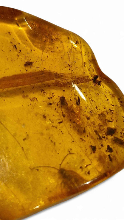 Amber with Multiple Insect Inclusions – 3.5 cm Eocene Fossil | Ukraine