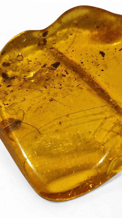 Amber with Multiple Insect Inclusions – 3.5 cm Eocene Fossil | Ukraine