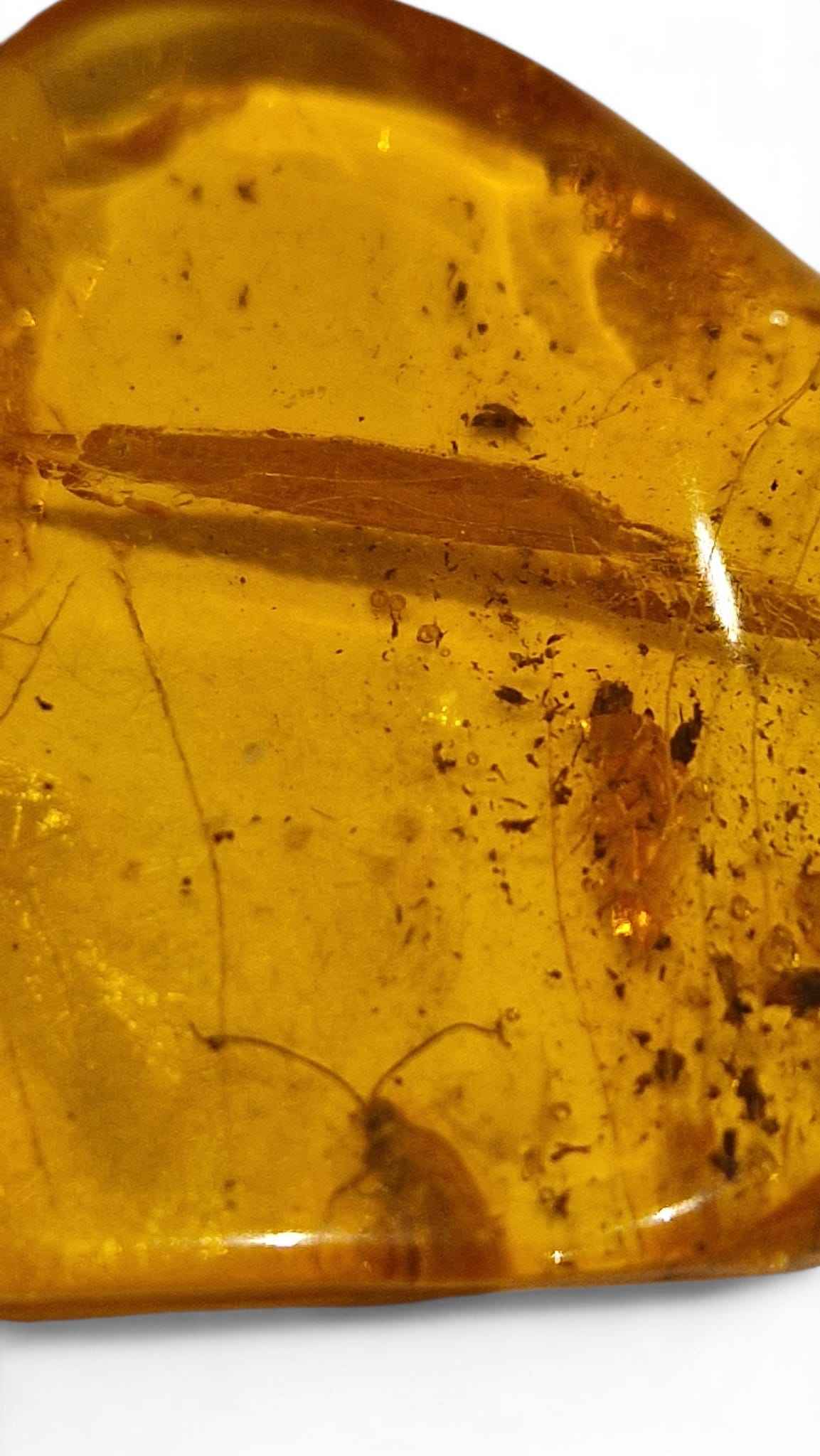 Amber with Multiple Insect Inclusions – 3.5 cm Eocene Fossil | Ukraine