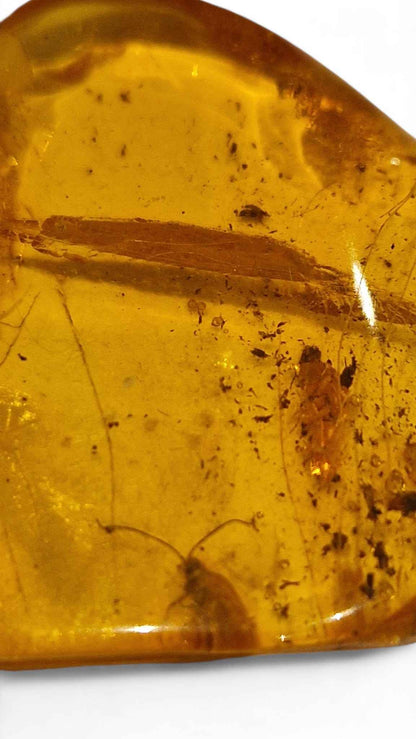 Amber with Multiple Insect Inclusions – 3.5 cm Eocene Fossil | Ukraine