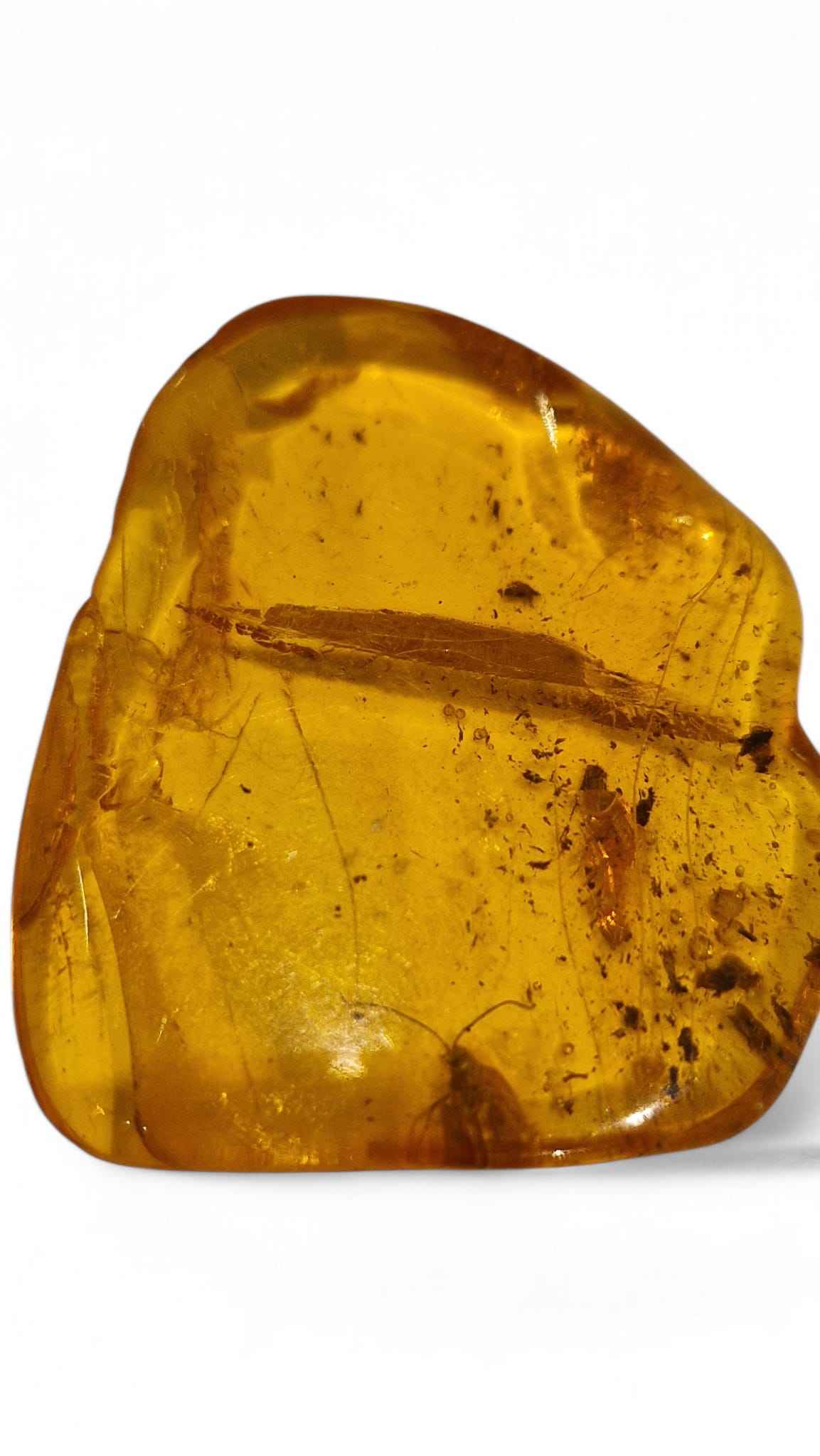 Amber with Multiple Insect Inclusions – 3.5 cm Eocene Fossil | Ukraine