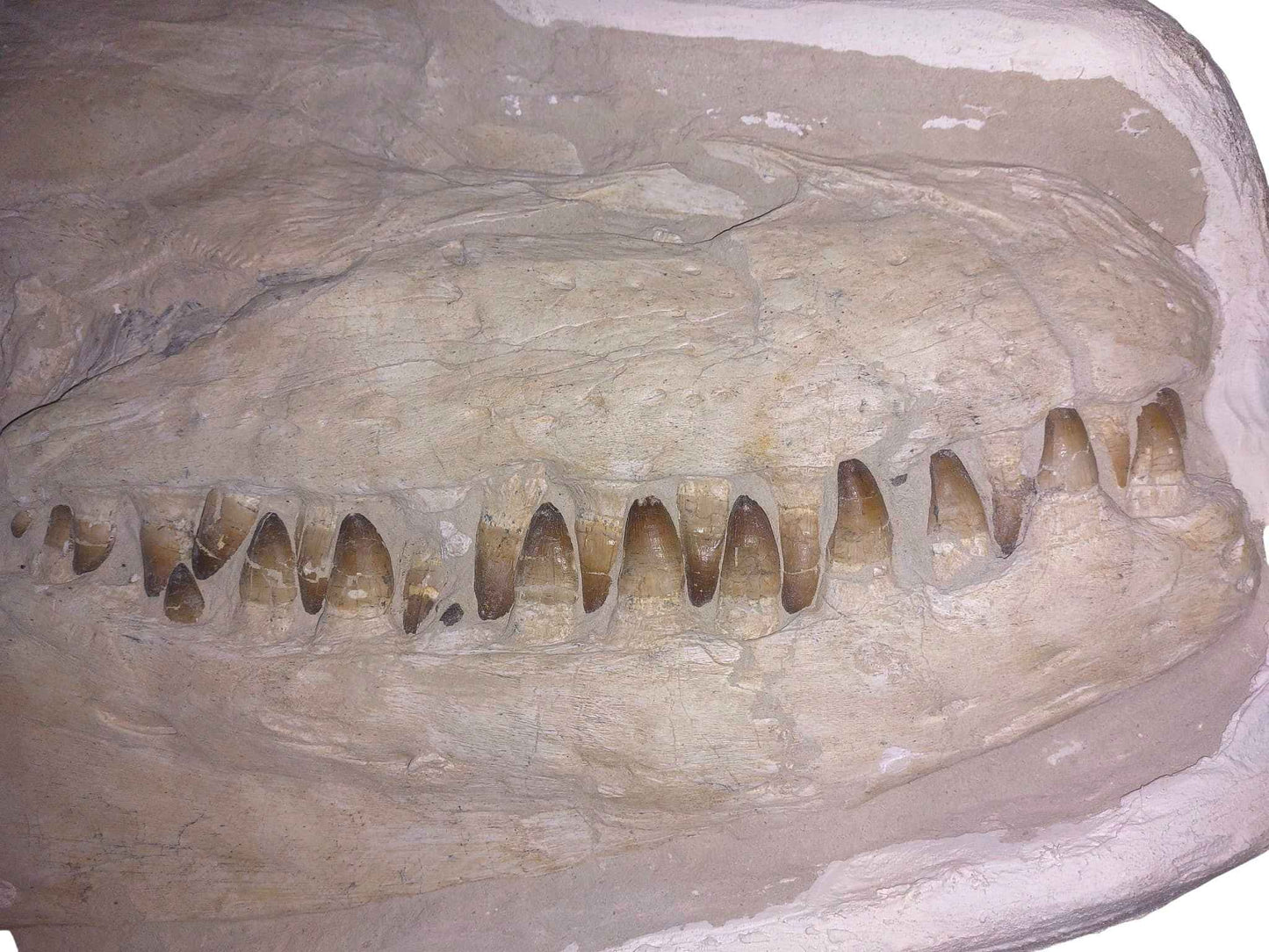 Prognathodon currii – Mosasaur Skull - authentic fossil specimen, natural history by Fossils NH