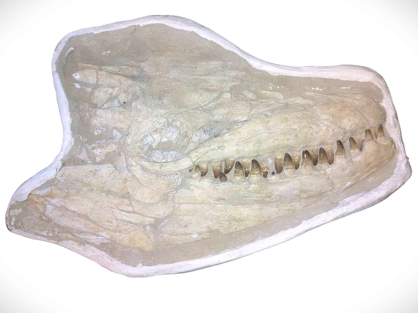 Prognathodon currii – Mosasaur Skull - authentic fossil specimen, natural history by Fossils NH