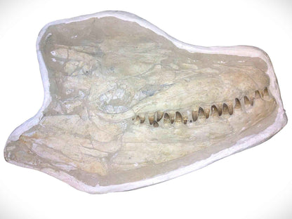 Prognathodon currii – Mosasaur Skull - authentic fossil specimen, natural history by Fossils NH