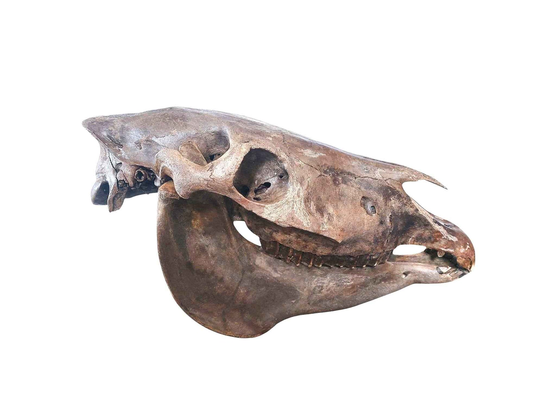 Equus ferus przewalskii Skull – Prehistoric Wild Horse - authentic fossil specimen, natural history by Fossils NH